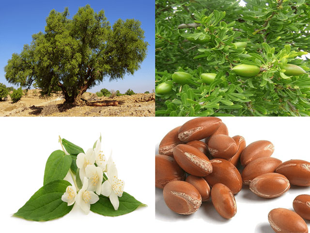 تاریخچه روغن آرگان